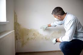 Best Asbestos and Lead Testing During Mold Inspection in Dale City, VA